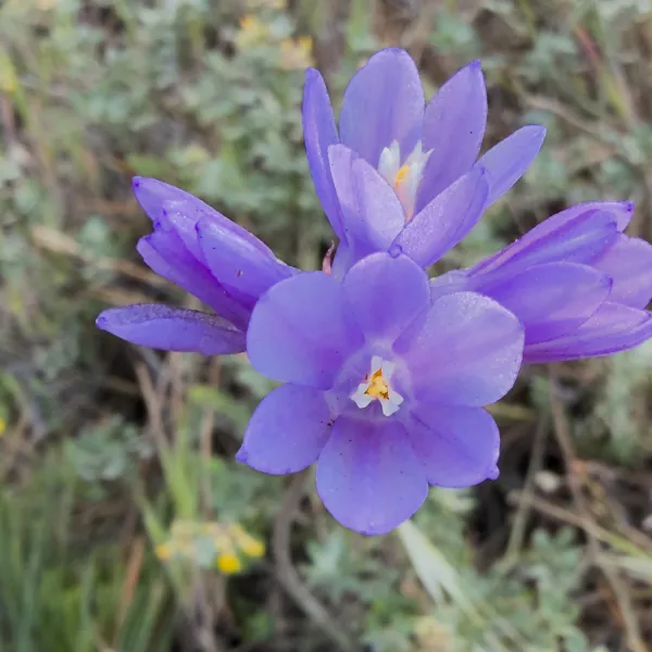 Close up of Blue Dicks flowers