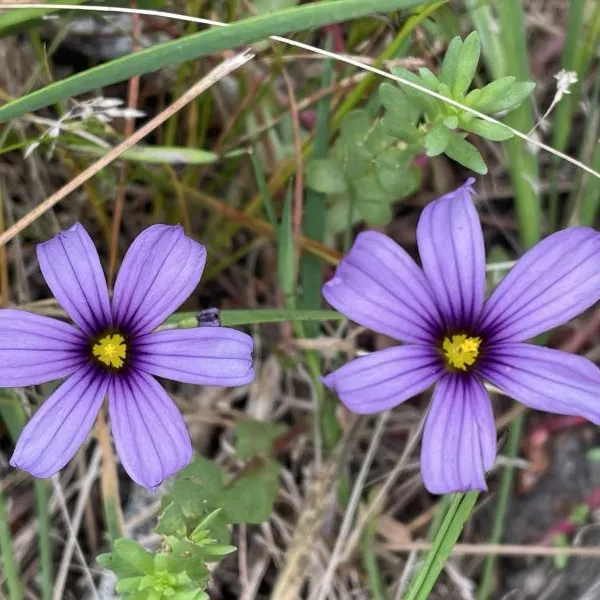 Blue-eyed Grass growing on the Carmelo Meadow trail