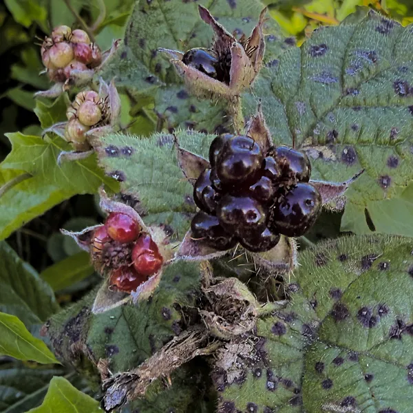 Ripening California Blackberries ripening on the Whalers Knoll trail
