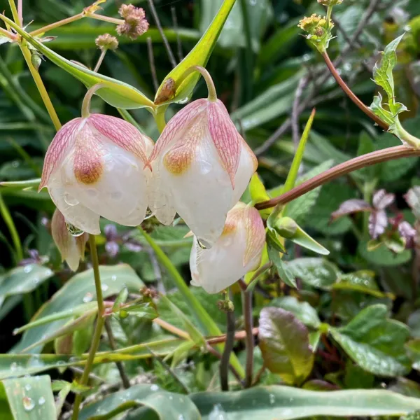 Globe Lilies or Fairy Lanterns blooming on the South Shore trail of Point Lobos