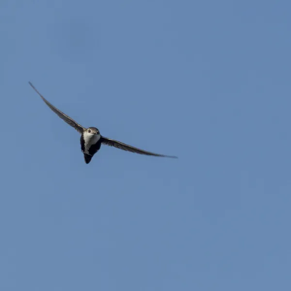 White-throated Swift in flight over Point Lobos