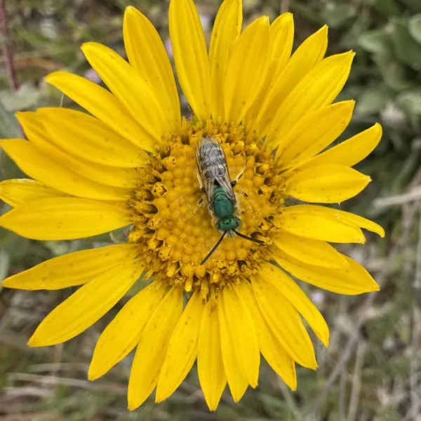 Sweat Bee